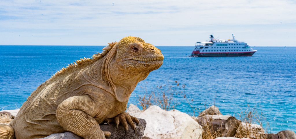 Galápagos Islands iguana basking on rocks with cruise ship in background, showcasing unique wildlife and travel experiences in the Galápagos.