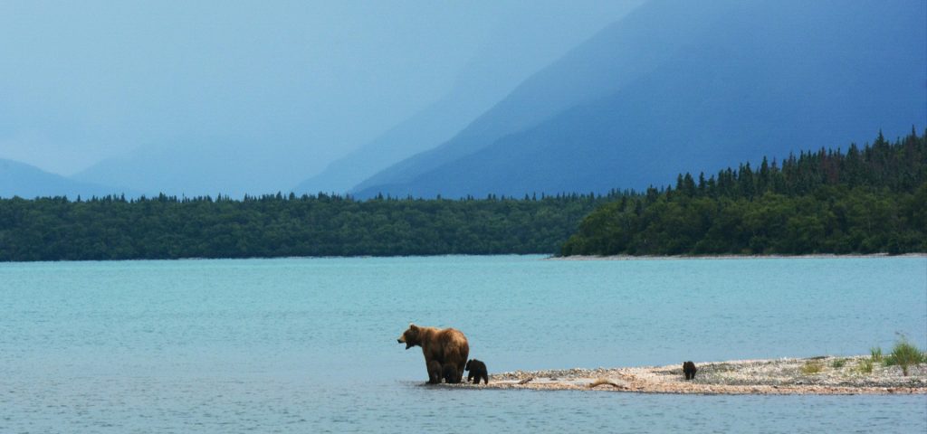 Brown bear and cub wading in turquoise water, surrounded by lush greenery and mountains, representing wildlife experiences in Alaska for Off The Beaten Track Travel.
