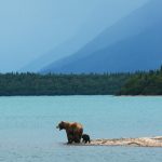 Bear and cub wading in turquoise water, surrounded by mountains and lush greenery, depicting a serene wildlife scene relevant to off-the-beaten-path travel experiences.