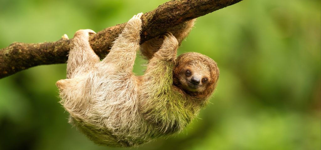 Sloth hanging from a tree branch in a lush green environment, representing the unique wildlife experiences in Costa Rica.