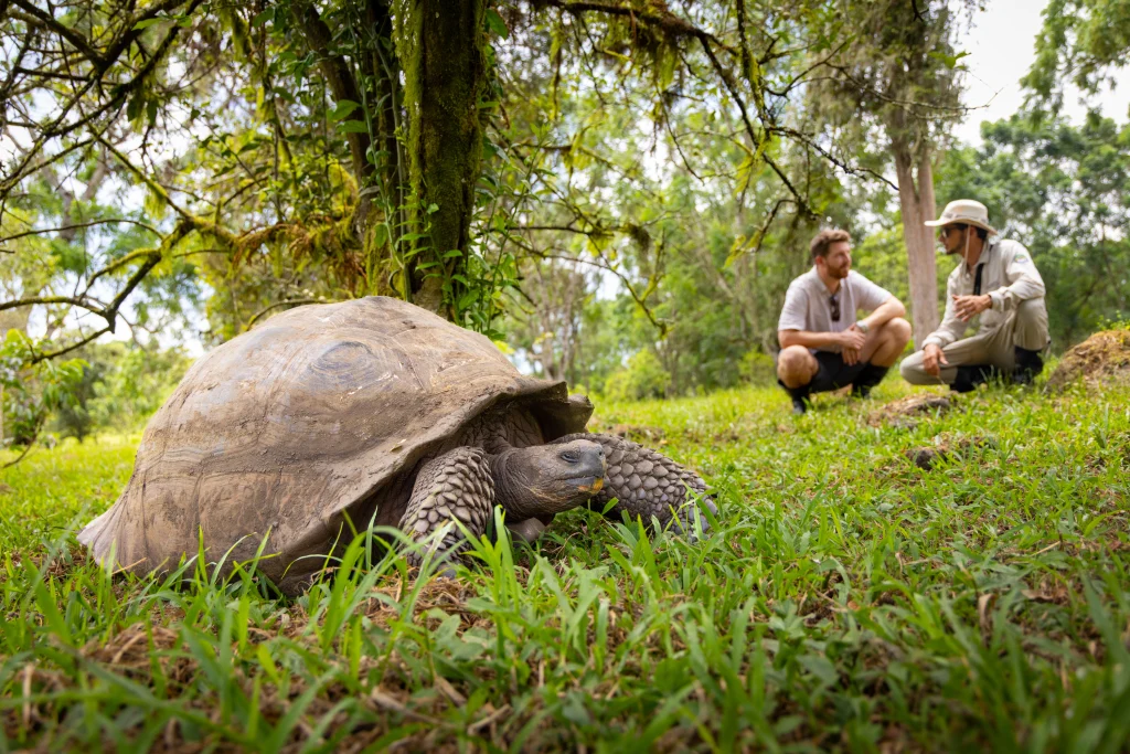Giant tortoise in the Galápagos Islands with travelers observing in a lush, natural setting, highlighting unique wildlife experiences.